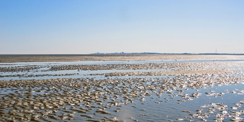 Lebensraum Wattenmeer