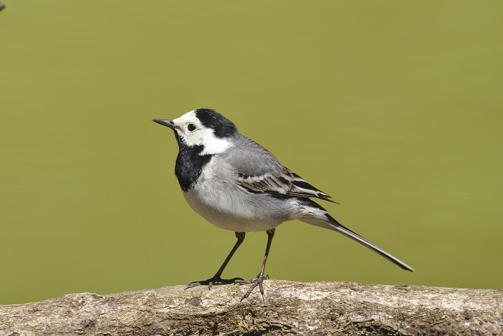 Die Bachstelze – Ein Vogel mit charakteristischem Gang