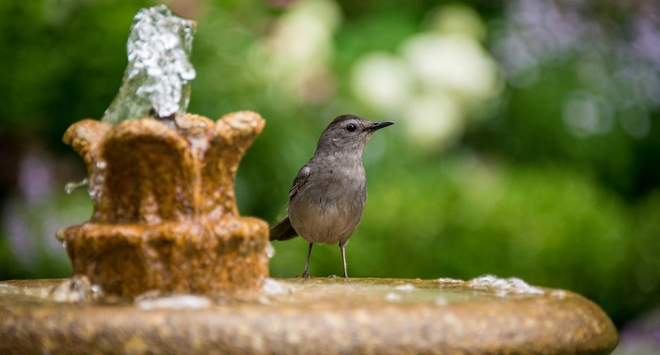 Das Foto zeigt einen braunen Vogel auf einem Brunnen vor grünem Hintergrund.