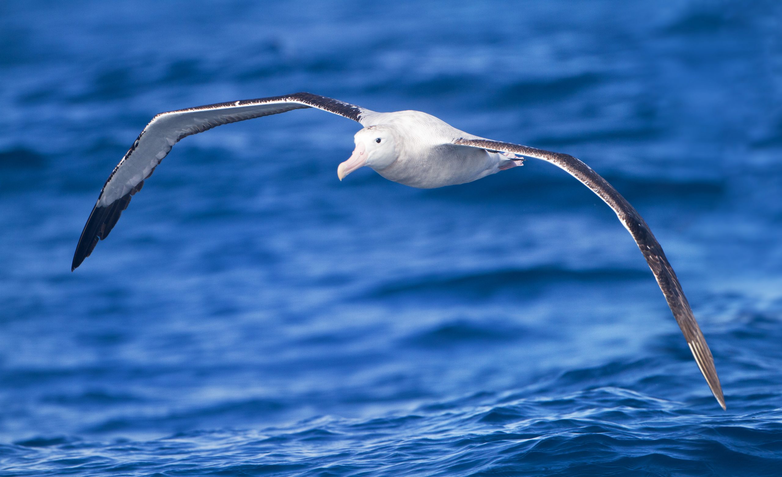 Wanderalbatros – Riesiger Segelprofi