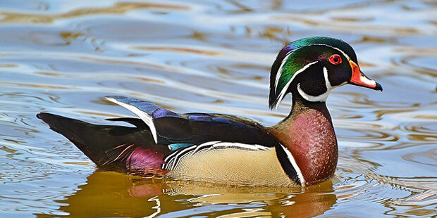 Vogelbeobachtung in Deutschland - Vogel & Natur