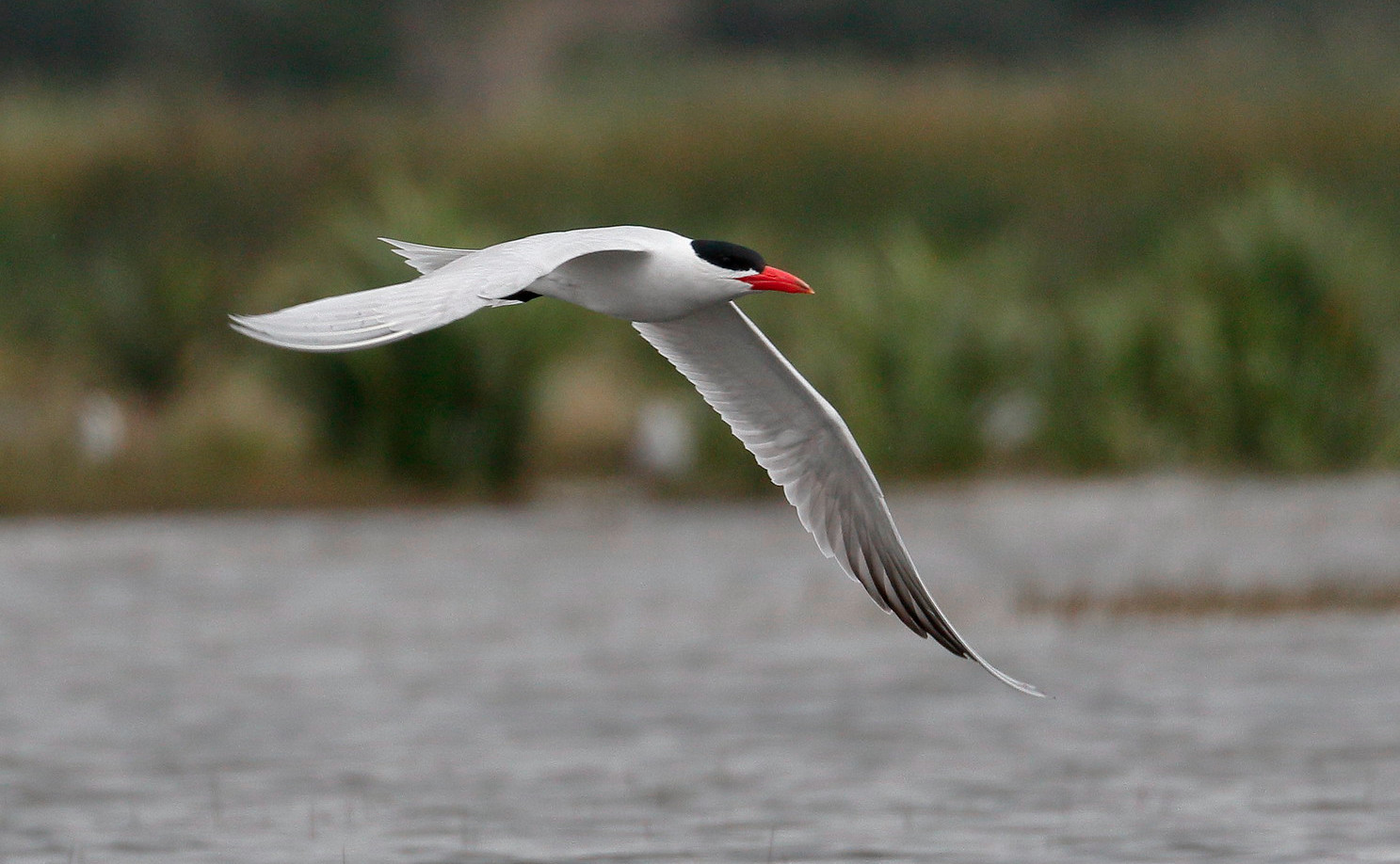 Raubseeschwalbe – Weitgereiste Fischerin