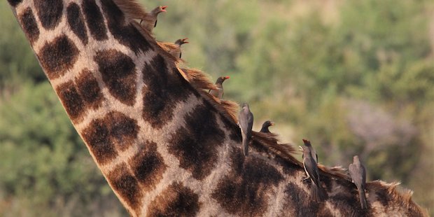 Mutualismus Bei Vogeln Win Win Fur Alle Vogel Natur