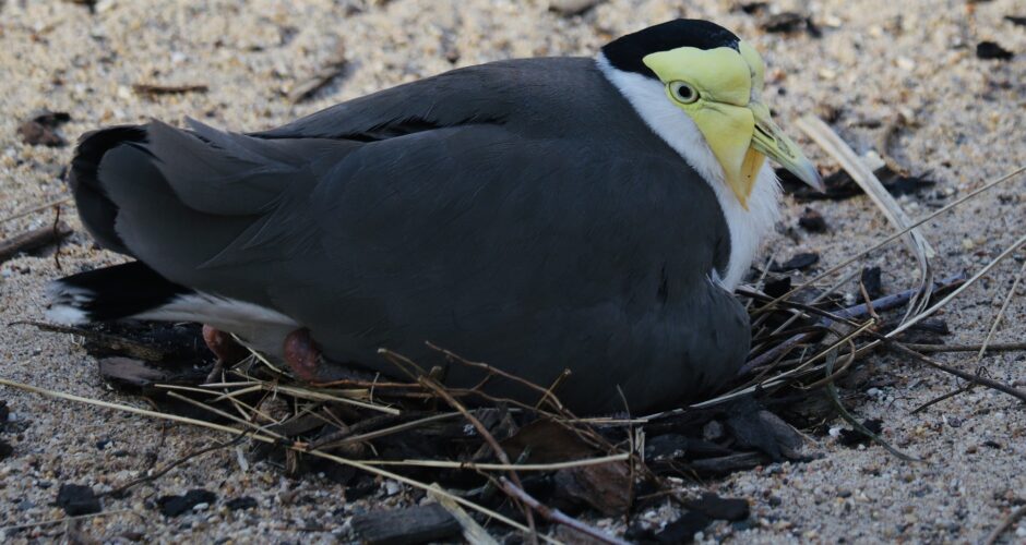 Welche Vögel sind Bodenbrüter? - Vogel &amp; Natur