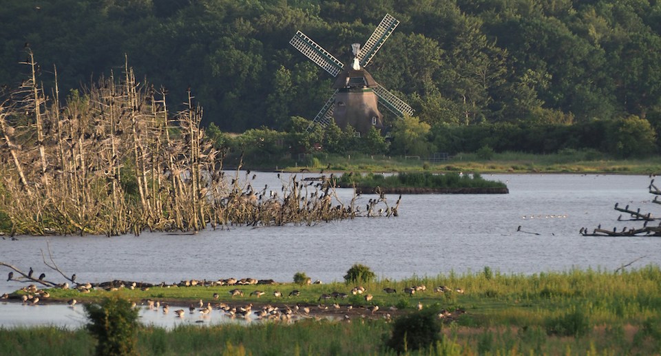 Teich mit vielen Wasservögeln und Schilf, im Hintergrund befindet sich eine Mühle.
