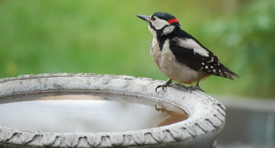 Wassertränke – wichtige Oasen für Vögel