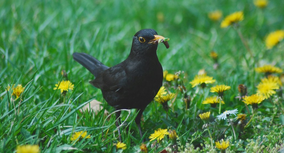 Eine Amsel auf einer grünen Wiese die einen Wurm im Schnabel trägt.