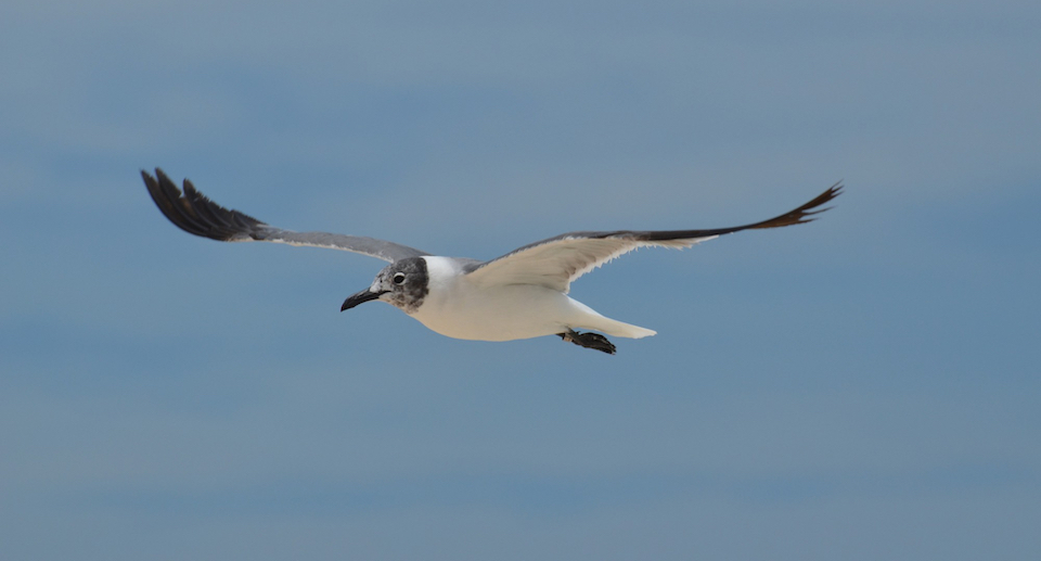 Flugbilder der Vögel – ein Überblick