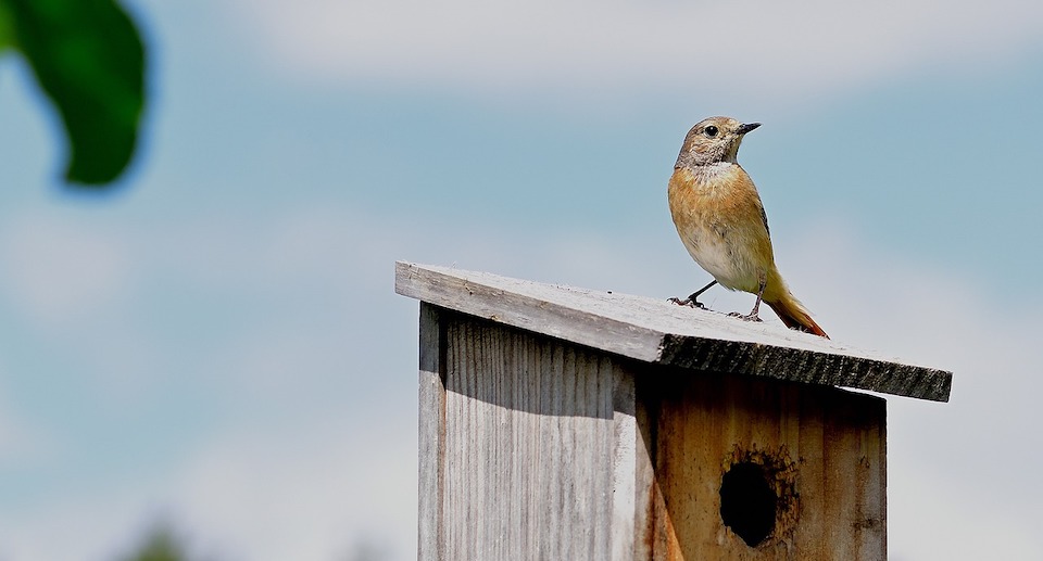 Warum nehmen die Vögel das neue Vogelhaus nicht an?