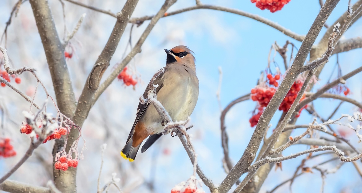 Gefiederte Wintergäste aus dem Norden