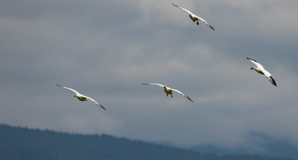 Wie Vögel bei Sturm und Wind Schutz finden