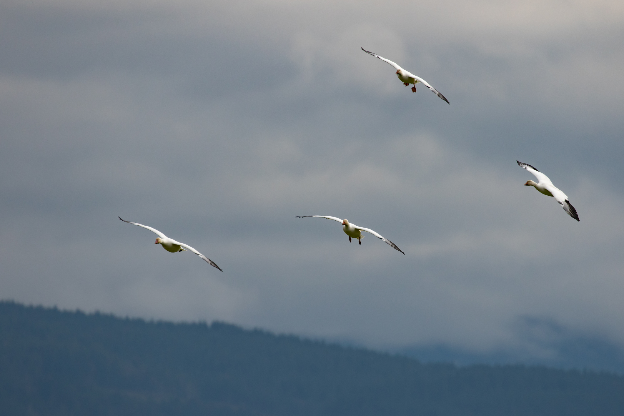 Wie Vögel bei Sturm und Wind Schutz finden