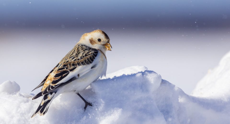 Schneeammer – Kleine Kältekoryphäe