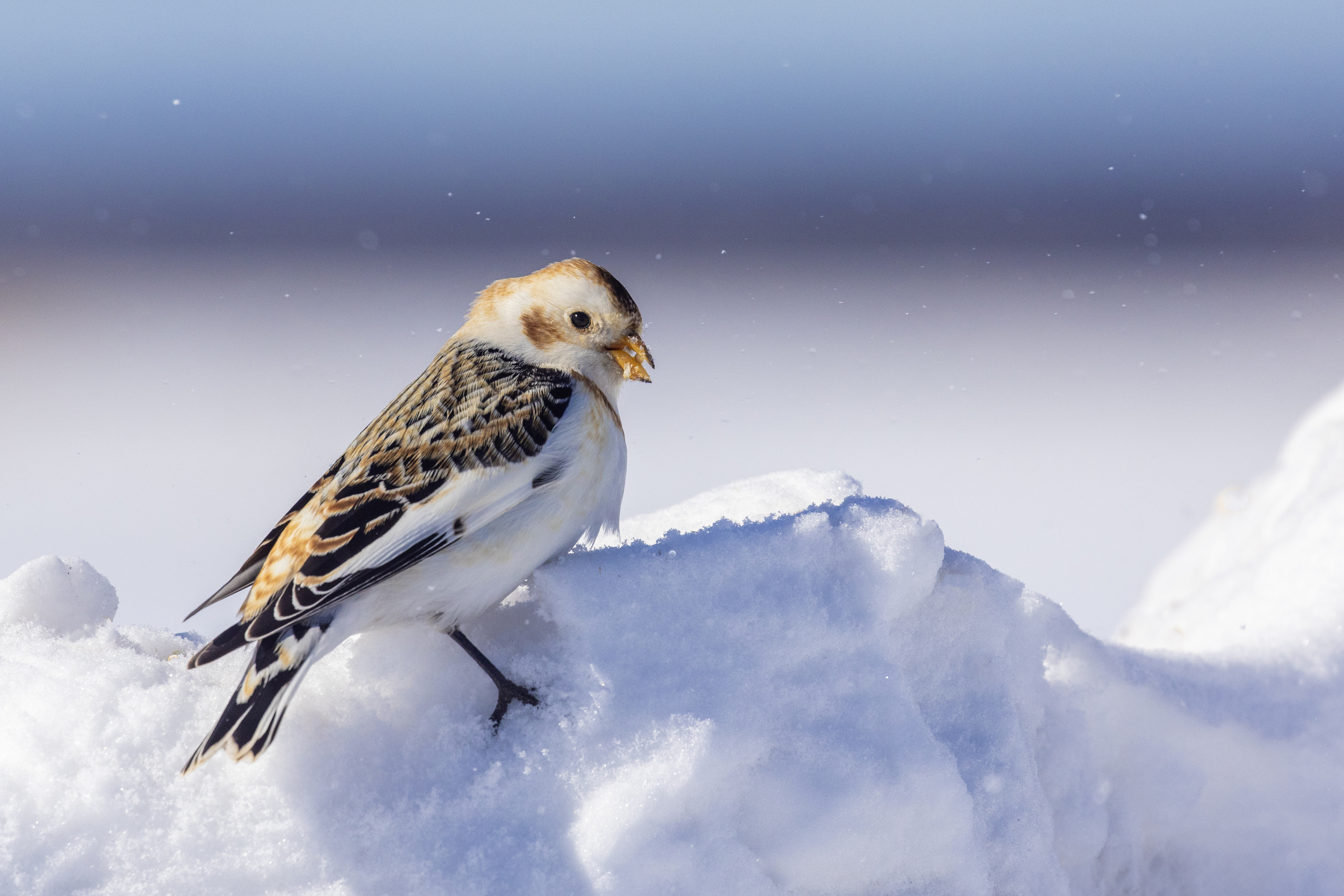 Schneeammer – Kleine Kältekoryphäe