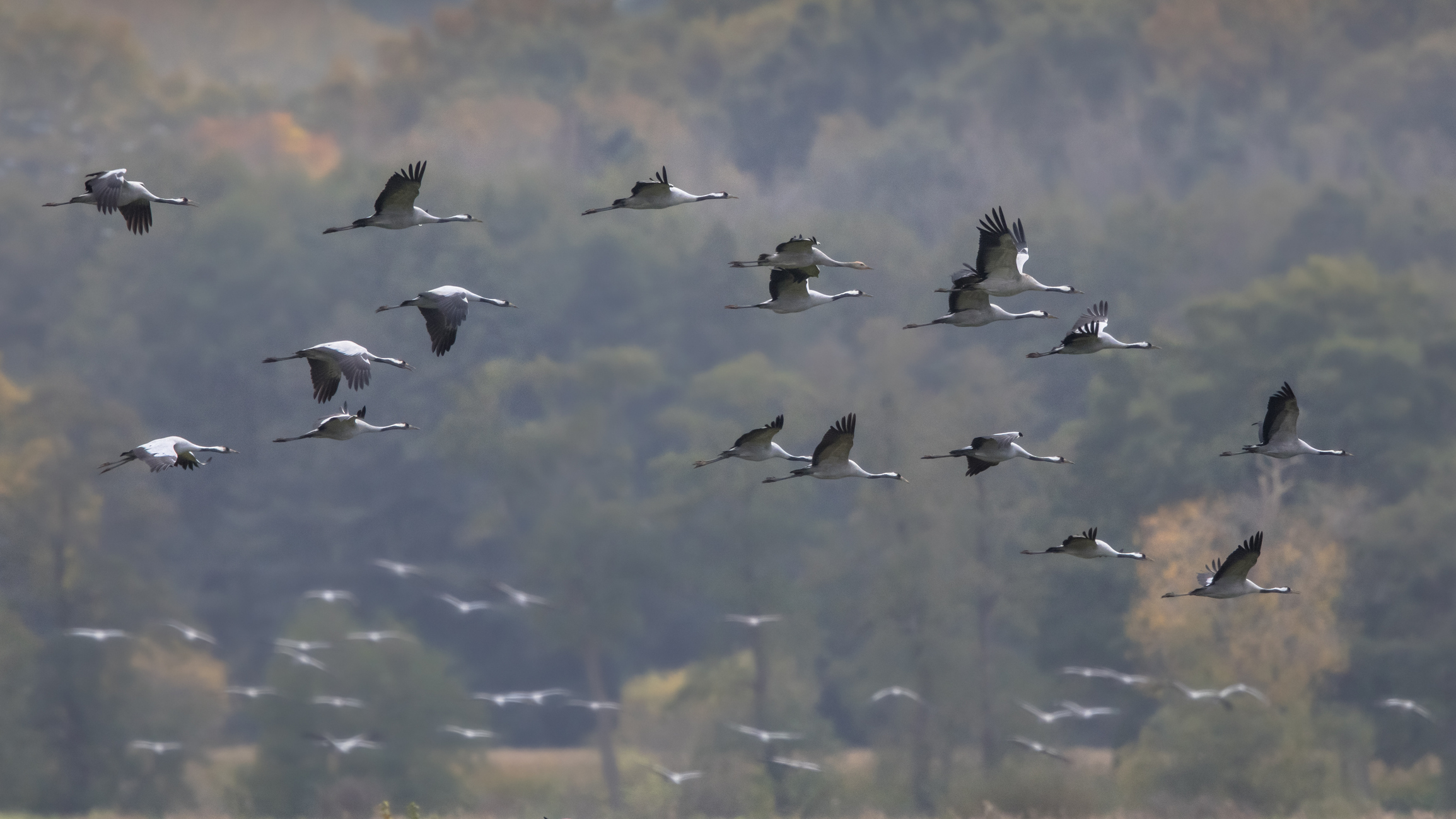 Wie beeinflusst der Klimawandel das Zugverhalten der Vögel?