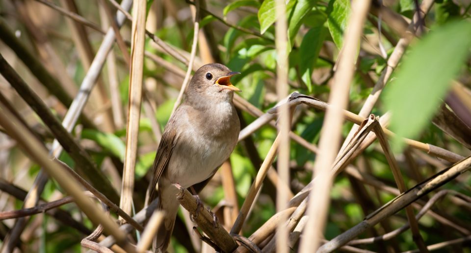 Sprosser – Geflecktes Stimmwunder