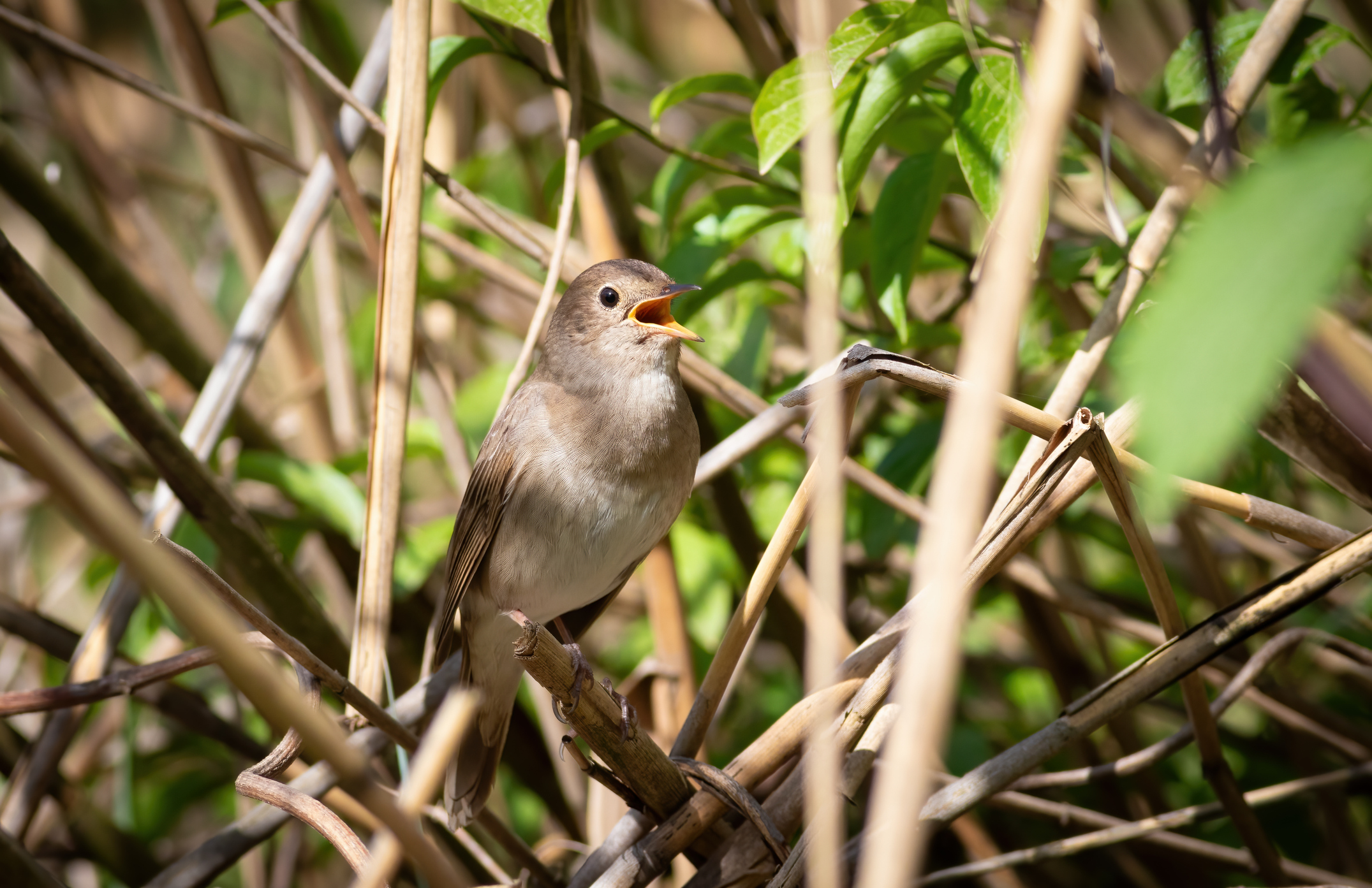 Sprosser – Geflecktes Stimmwunder