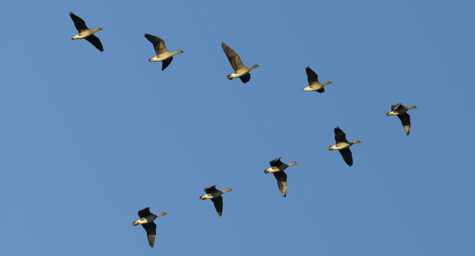 Das Foto zeigt Gänse beim Formationsflug