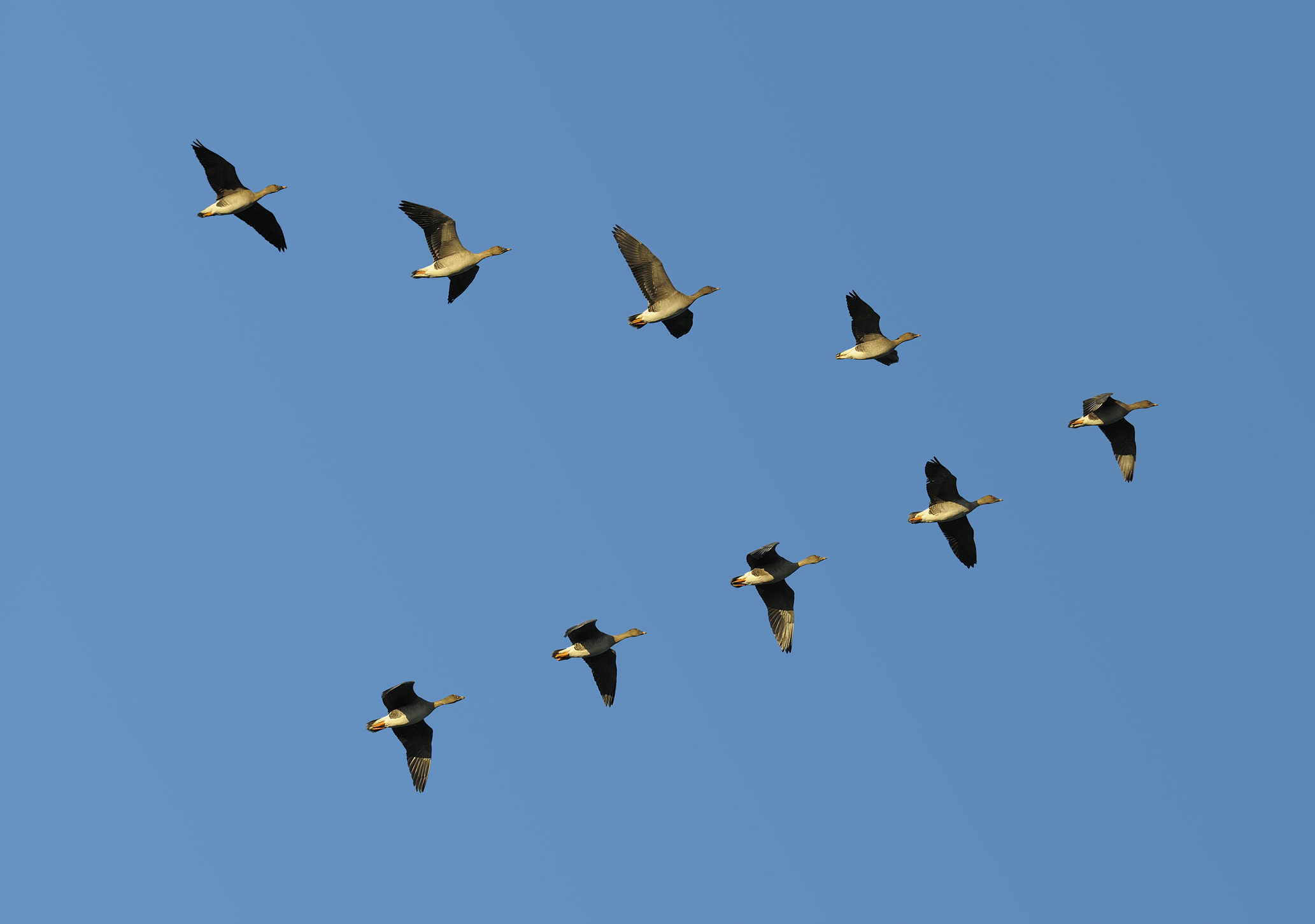 Formationsflüge – Warum fliegen Vögel in Formationen?