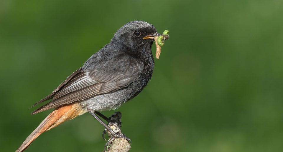 Der Hausrotschwanz – Vogel des Jahres 2025