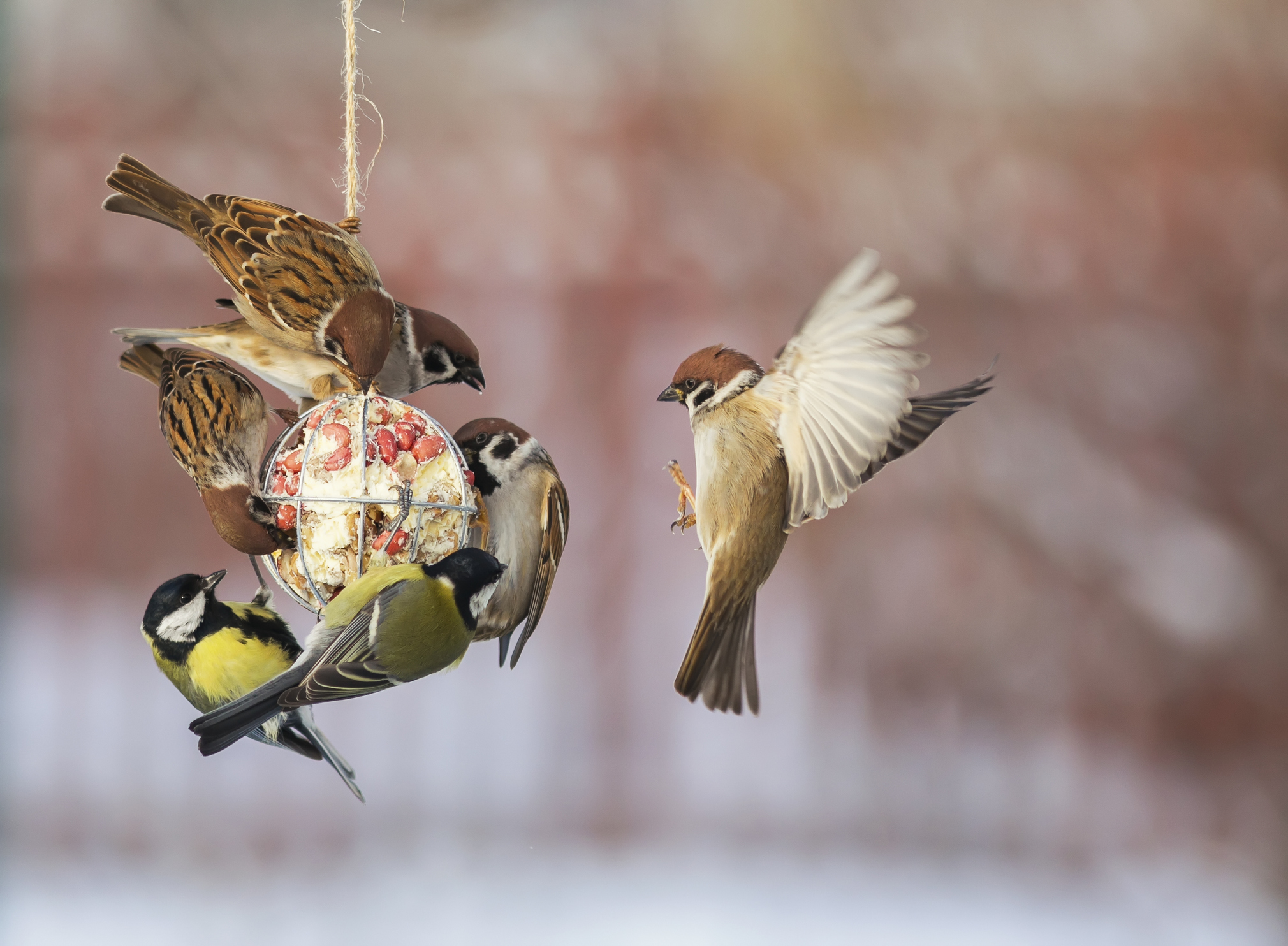 Kein Fell, kein Speck, kein Schlaf – wie kommen Vögel durch den Winter?