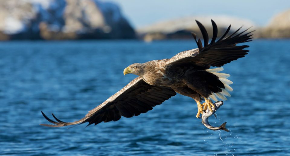 Das Foto zeigt einen Seeadler, der sich einen Fisch aus dem Wasser geholt hat