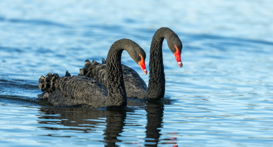 Schwäne: Majestätische Schönheiten der Wasserwelt