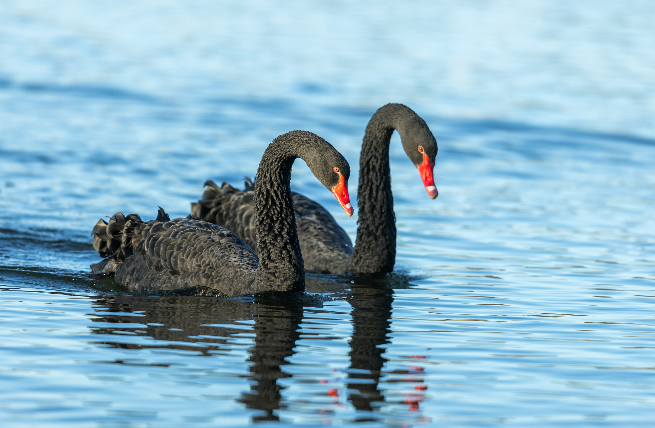 Schwäne: Majestätische Schönheiten der Wasserwelt