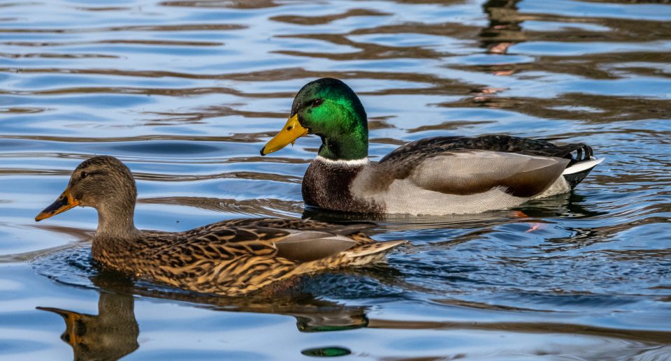 Schwimmenten – Vielfältige Wasserbewohner