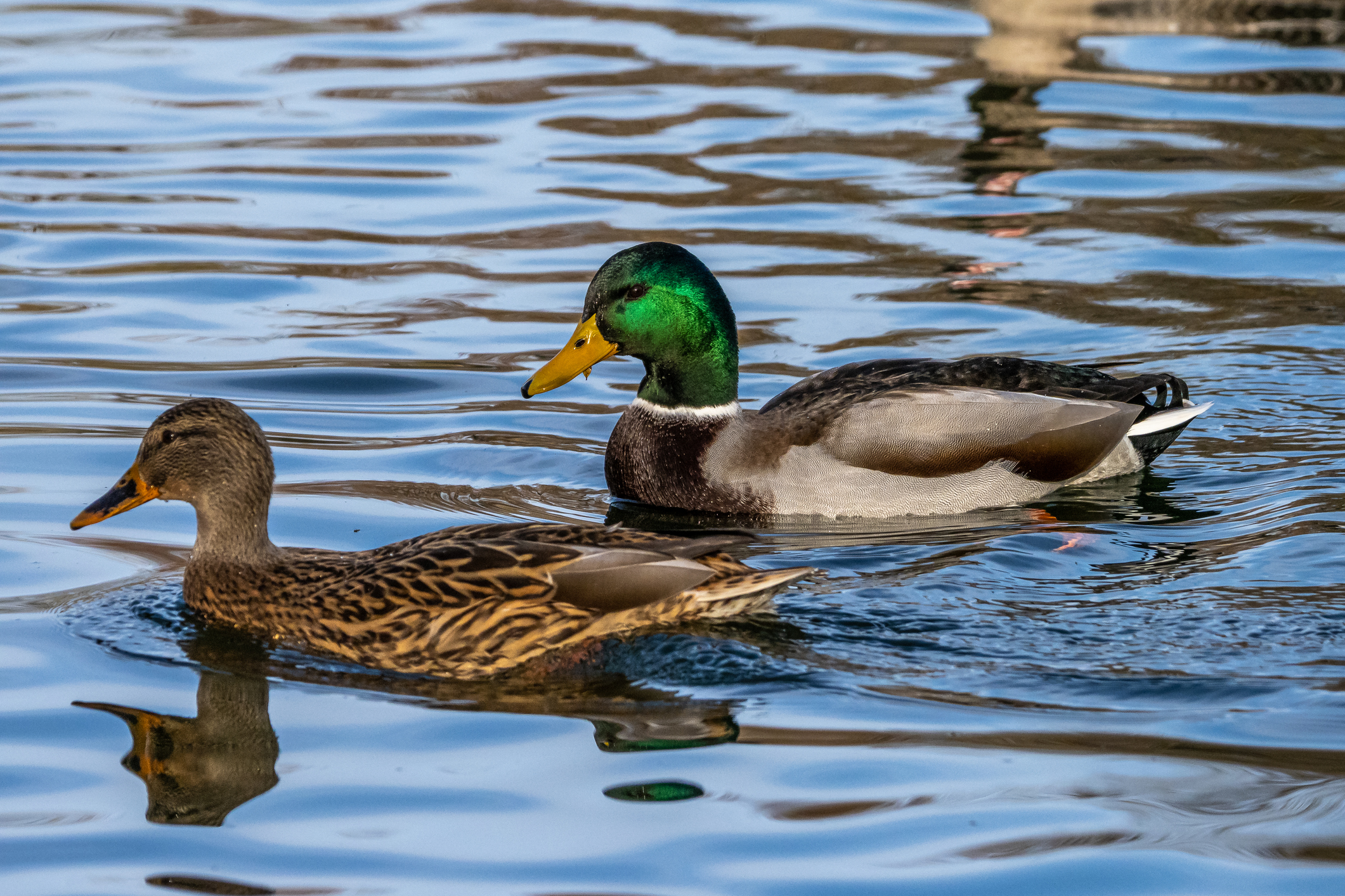 Schwimmenten – Vielfältige Wasserbewohner