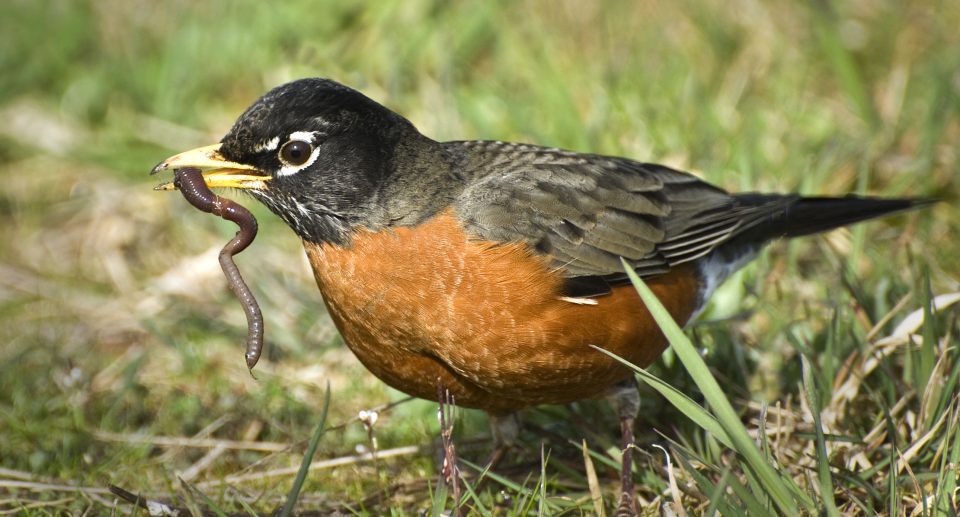 Wanderdrossel: Geselliger Sänger Nordamerikas