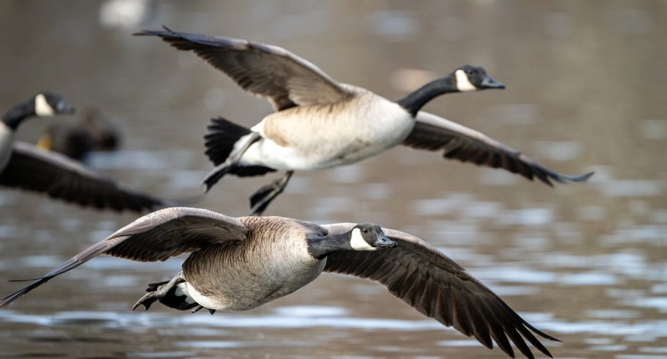 Gänse: Zugvögel zwischen Himmel und Wasser