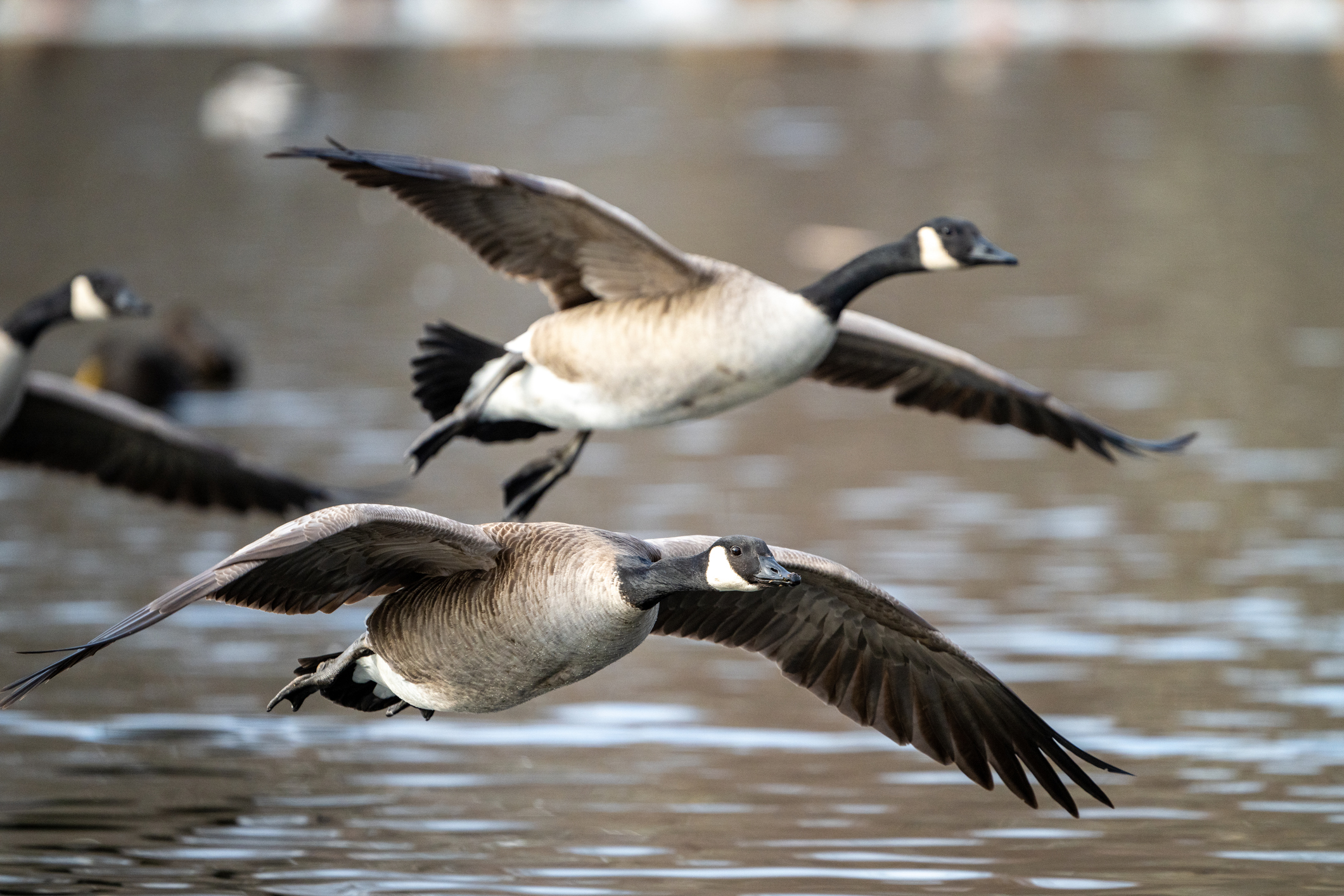 Gänse: Zugvögel zwischen Himmel und Wasser