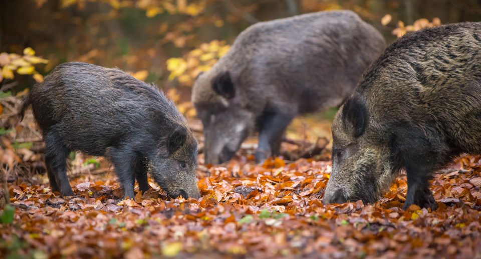 Begegnung im Wald – Wildschweine sicher beobachten