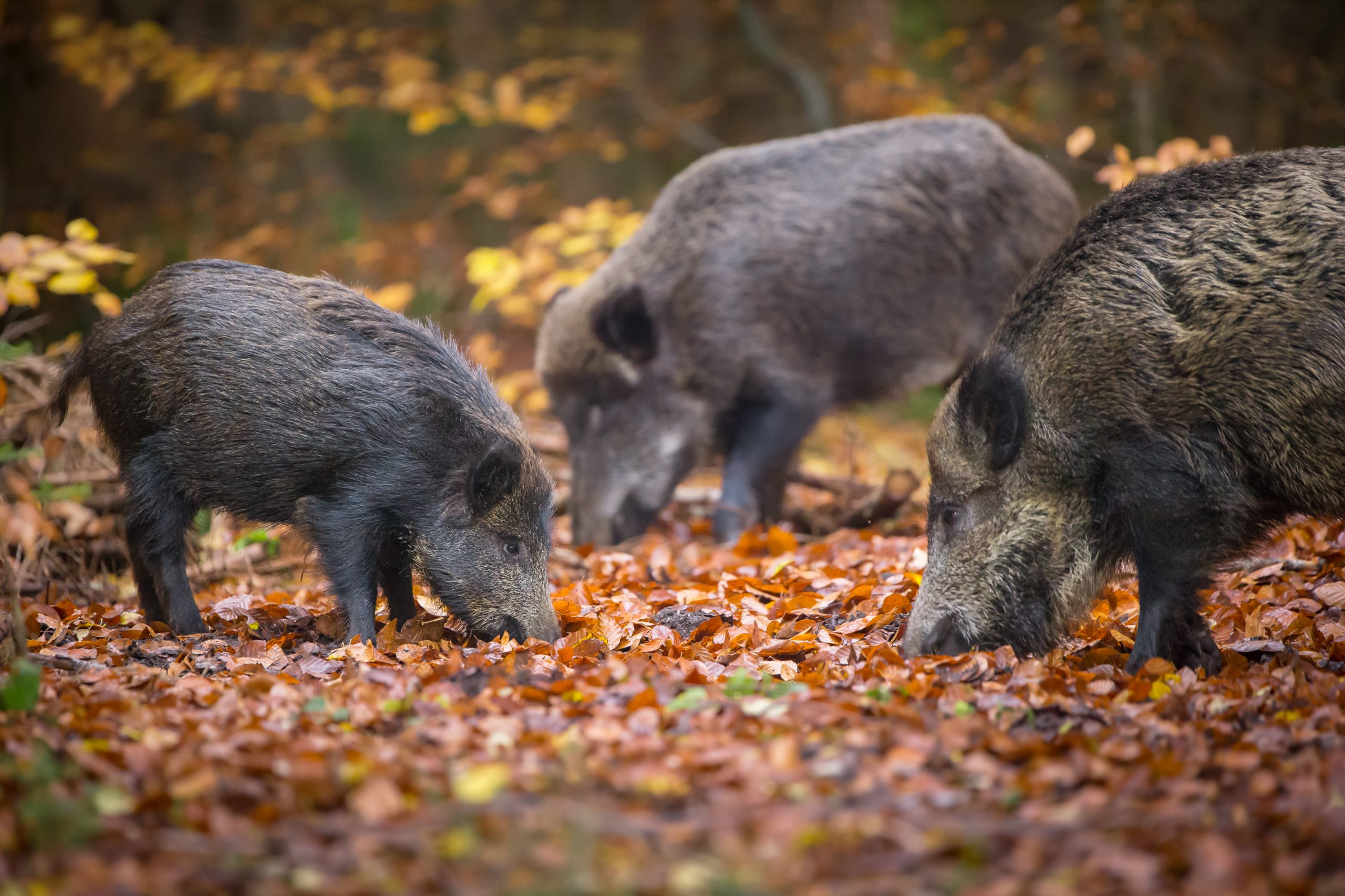 Begegnung im Wald – Wildschweine sicher beobachten