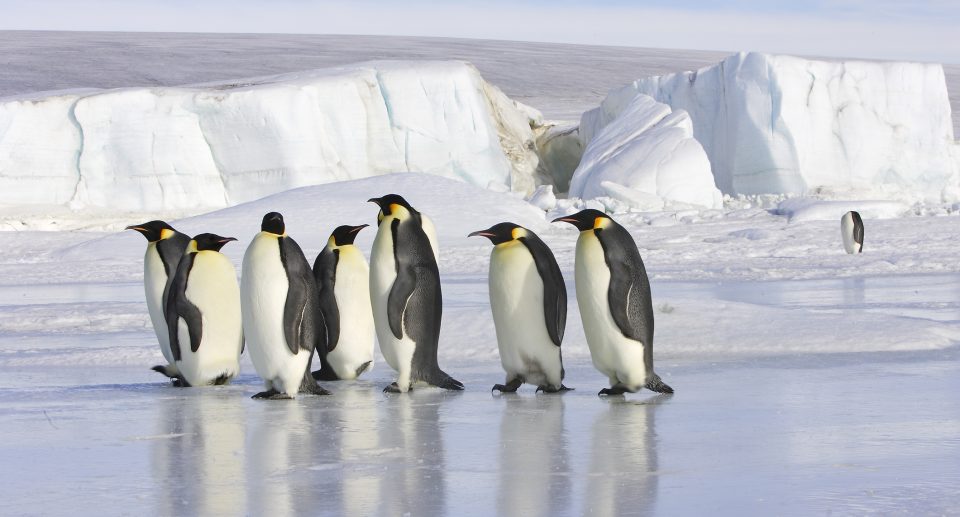 So trotzen Pinguine der Kälte