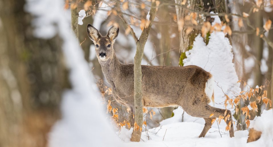 Der Wald im Winter: Welche Tiere könnt ihr in der stillsten Zeit des Jahres sehen? 