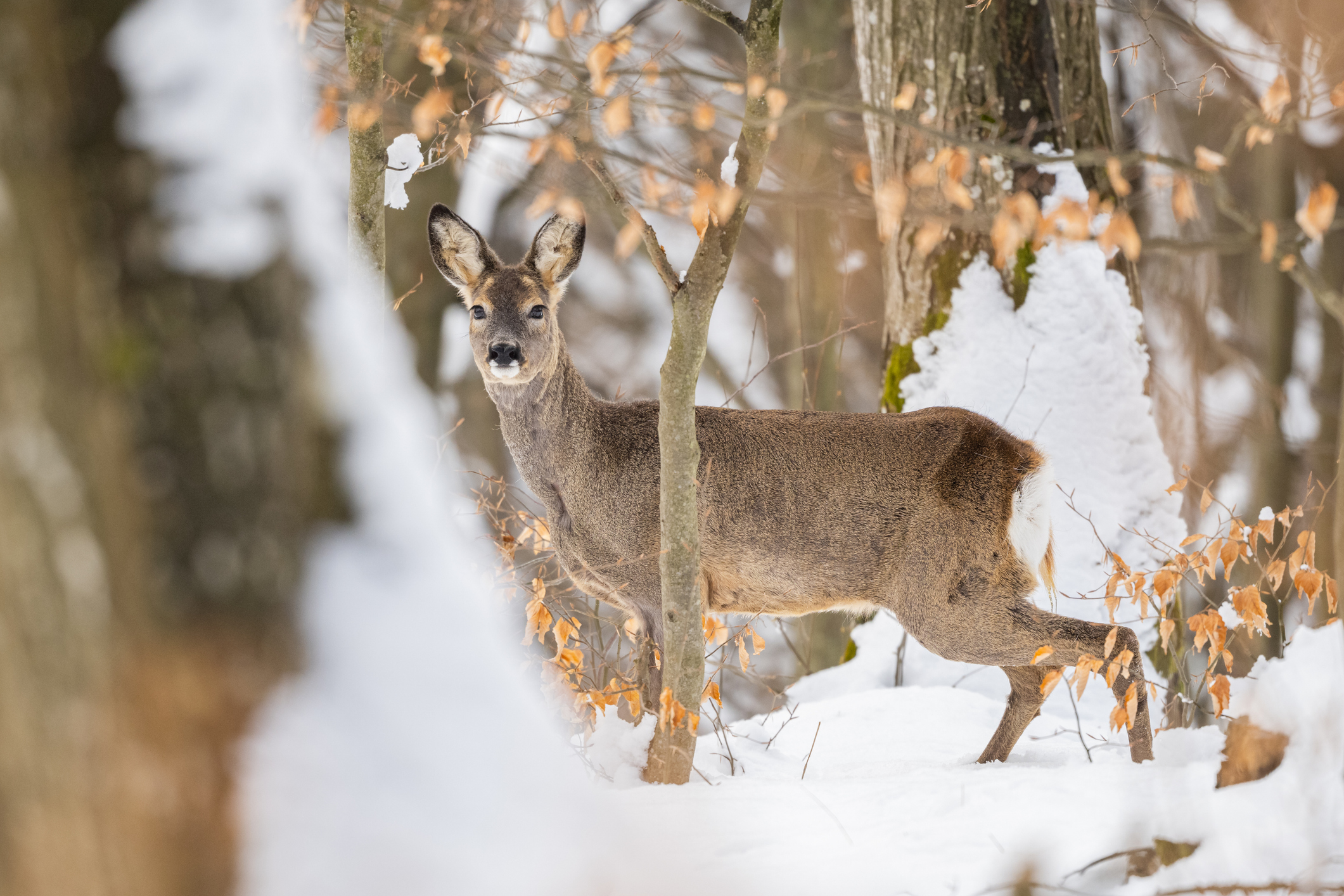 Der Wald im Winter: Welche Tiere könnt ihr in der stillsten Zeit des Jahres sehen? 