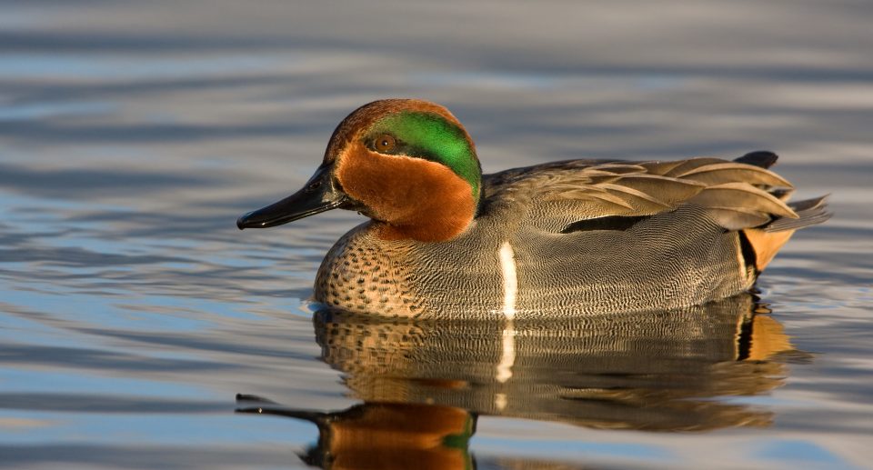 Entenvögel im Überblick: Vielfalt, Lebensräume und Besonderheiten